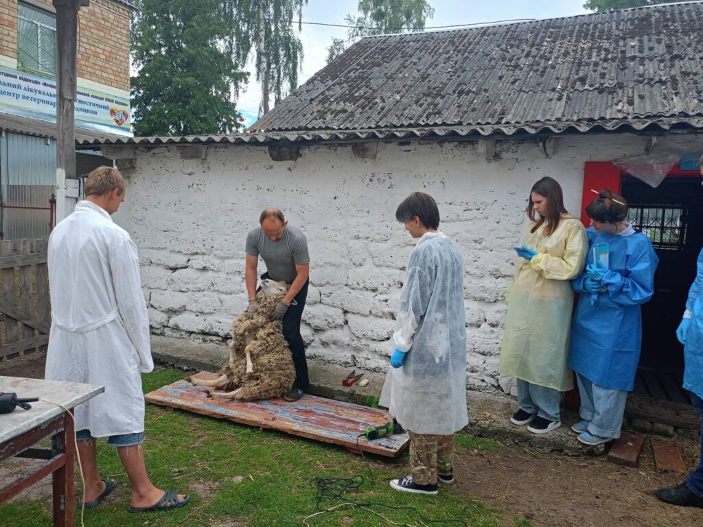 Майстер-клас з технології стриження овець
