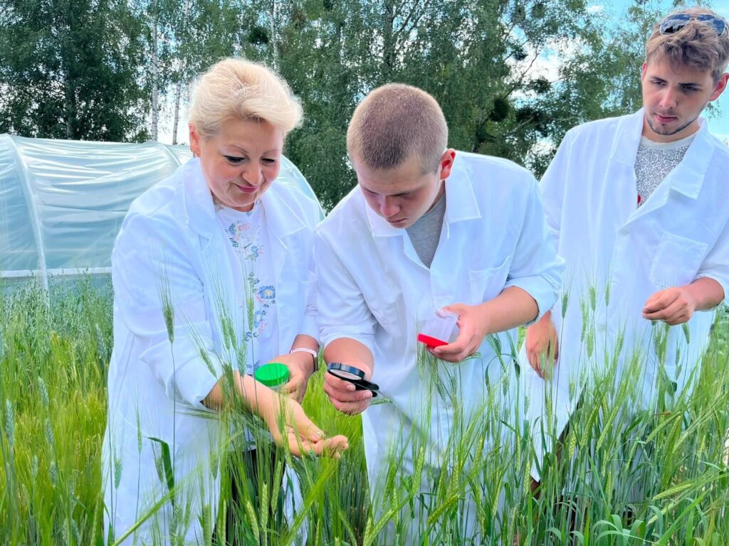 Агрозаходи під час колосіння ярих культур: практичні поради для студентів-агрономів